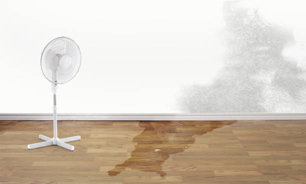 Best Water damage restoration near me  in Mission, TX